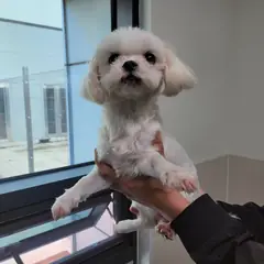 고양시 크림색 말티즈 암컷