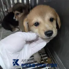 구리시 갈색 믹스견 수컷