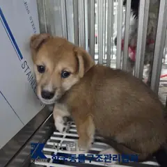 구리시 갈색 믹스견 암컷