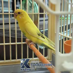 구리시 기타(검/노/초) 기타축종 성별 미상