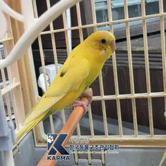 구리시 기타(검/노/초) 기타축종 성별 미상
