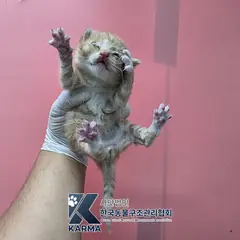 구리시 기타(갈/흰) 한국 고양이 수컷