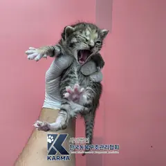 구리시 기타(갈/흰/검) 한국 고양이 암컷