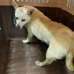 남양주시 흰색 믹스견 암컷