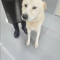남양주시 흰색 믹스견 수컷