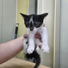 남양주시 기타(턱시도) 한국 고양이 암컷