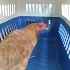 오산시 기타(갈색) 기타축종 암컷