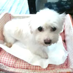 오산시 흰색 믹스견 암컷