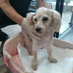 오산시 엷은 황갈색&흰색 푸들 수컷