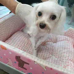 오산시 흰색 말티즈 암컷
