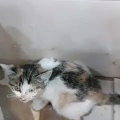 오산시 검은색흰색황토색조합 한국 고양이 수컷