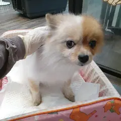 오산시 갈색&흰색 믹스견 암컷
