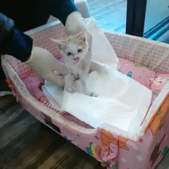 오산시 레몬색&흰색 한국 고양이 수컷