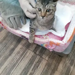 오산시 평행·전체·부분줄무늬 한국 고양이 수컷