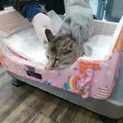 오산시 검은색흰색황토색조합 한국 고양이 암컷