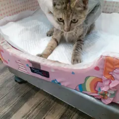 오산시 검은색흰색황토색조합 한국 고양이 암컷