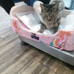 오산시 평행·전체·부분줄무늬 한국 고양이 수컷