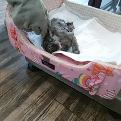 오산시 검은색흰색황토색조합 한국 고양이 암컷