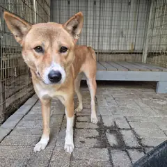 의왕시 기타(백갈) 믹스견 암컷