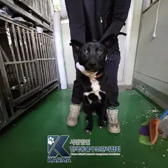 하남시 검정색 믹스견 암컷