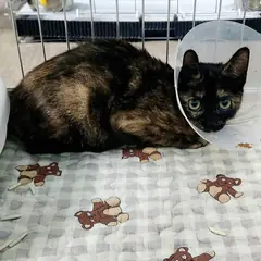 용인시 기타(카오스) 한국 고양이 암컷