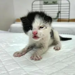 용인시 흰색/검은색 얼룩무늬 한국 고양이 수컷