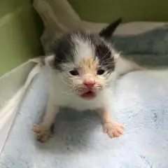 용인시 흰색/검은색 얼룩무늬 한국 고양이 수컷