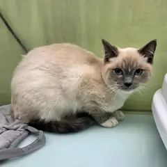용인시 기타(갈, 흰색) 믹스묘 수컷