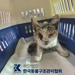 파주시 기타(갈/검/흰) 한국 고양이 암컷
