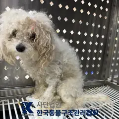 파주시 흰색 믹스견 수컷