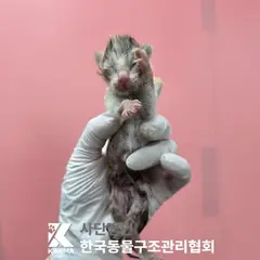 파주시 기타(갈/검/흰) 한국 고양이 암컷