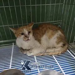 파주시 기타(갈/검/흰) 한국 고양이 암컷