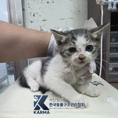 파주시 평행·전체·부분줄무늬 한국 고양이 암컷