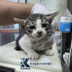 파주시 평행·전체·부분줄무늬 한국 고양이 암컷