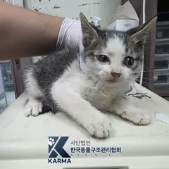 파주시 평행·전체·부분줄무늬 한국 고양이 수컷