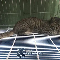 파주시 평행·전체·부분줄무늬 한국 고양이 수컷