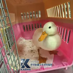 파주시 기타(흰) 기타축종 성별 미상