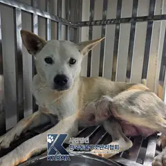 파주시 흰색 믹스견 암컷