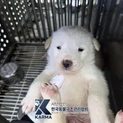 파주시 흰색 믹스견 수컷
