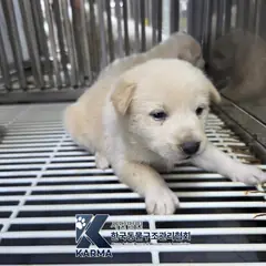 파주시 흰색 믹스견 암컷