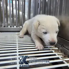 파주시 흰색 믹스견 수컷