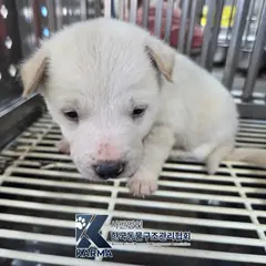 파주시 흰색 믹스견 수컷