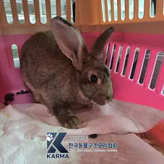 파주시 기타(갈/검/흰) 기타축종 성별 미상
