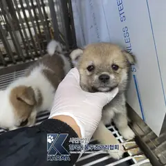 파주시 갈색 믹스견 수컷