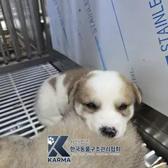 파주시 갈색&흰색 믹스견 수컷