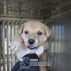 파주시 갈색 믹스견 암컷