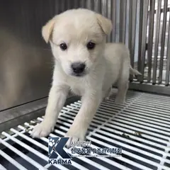 파주시 흰색 믹스견 수컷