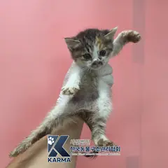 파주시 기타(검/갈/흰) 한국 고양이 암컷