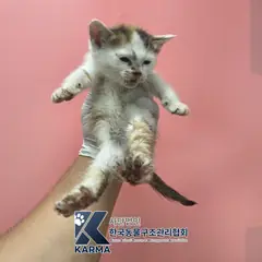 파주시 기타(검/갈/흰) 한국 고양이 암컷