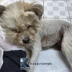 파주시 갈색&흰색 믹스견 암컷